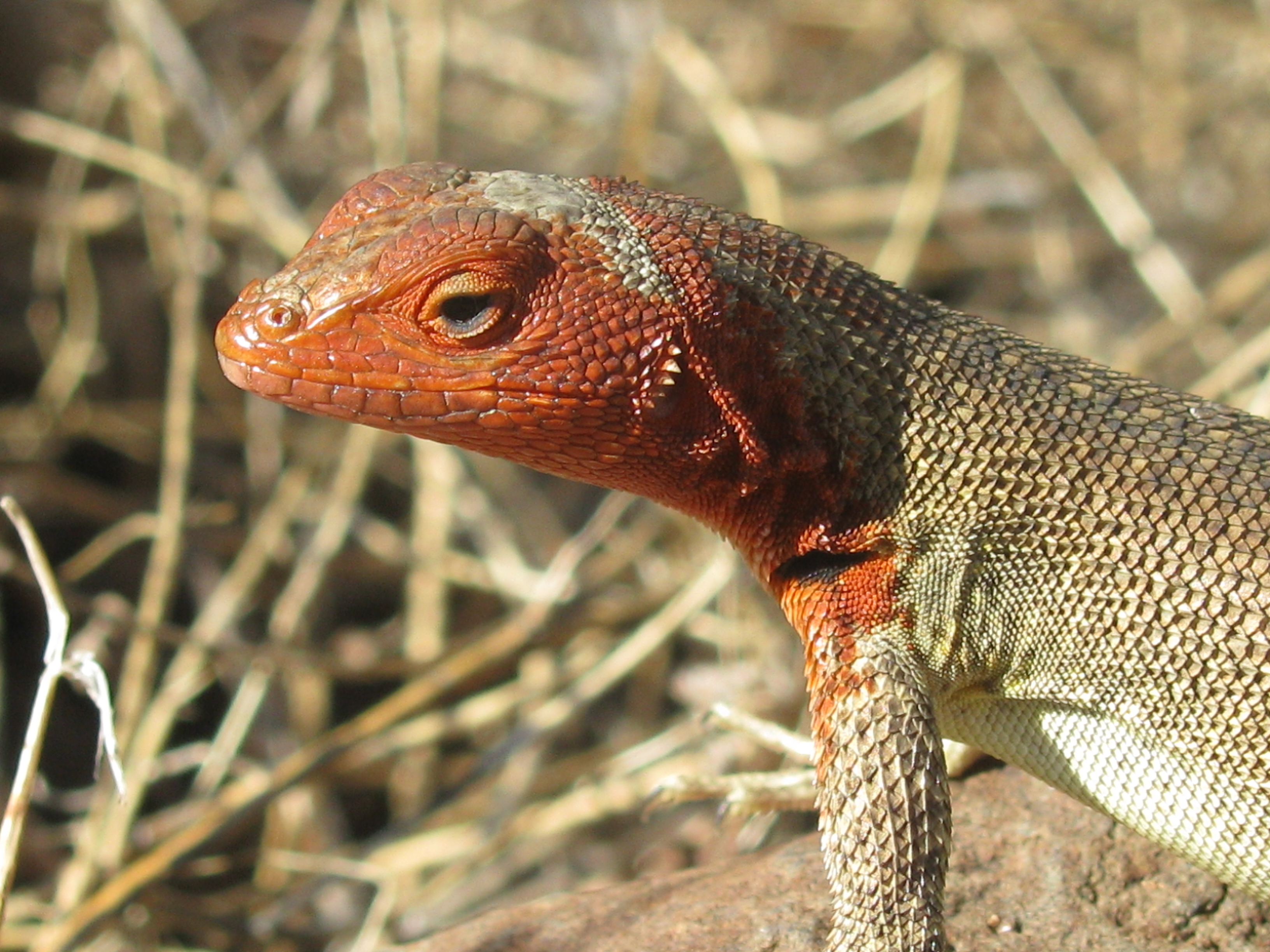 red nosed lizard