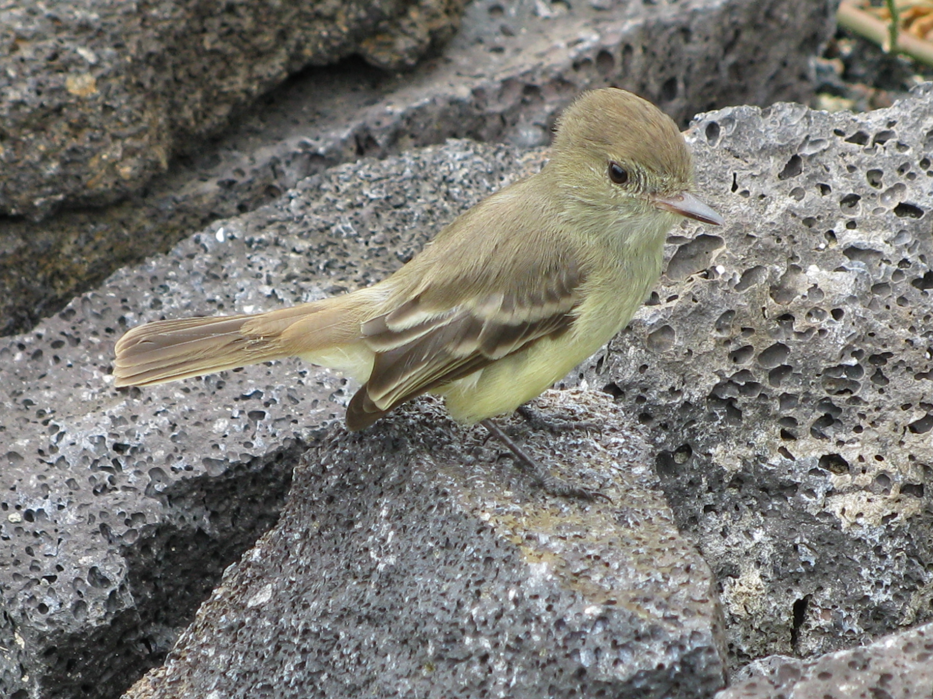 yellow finch