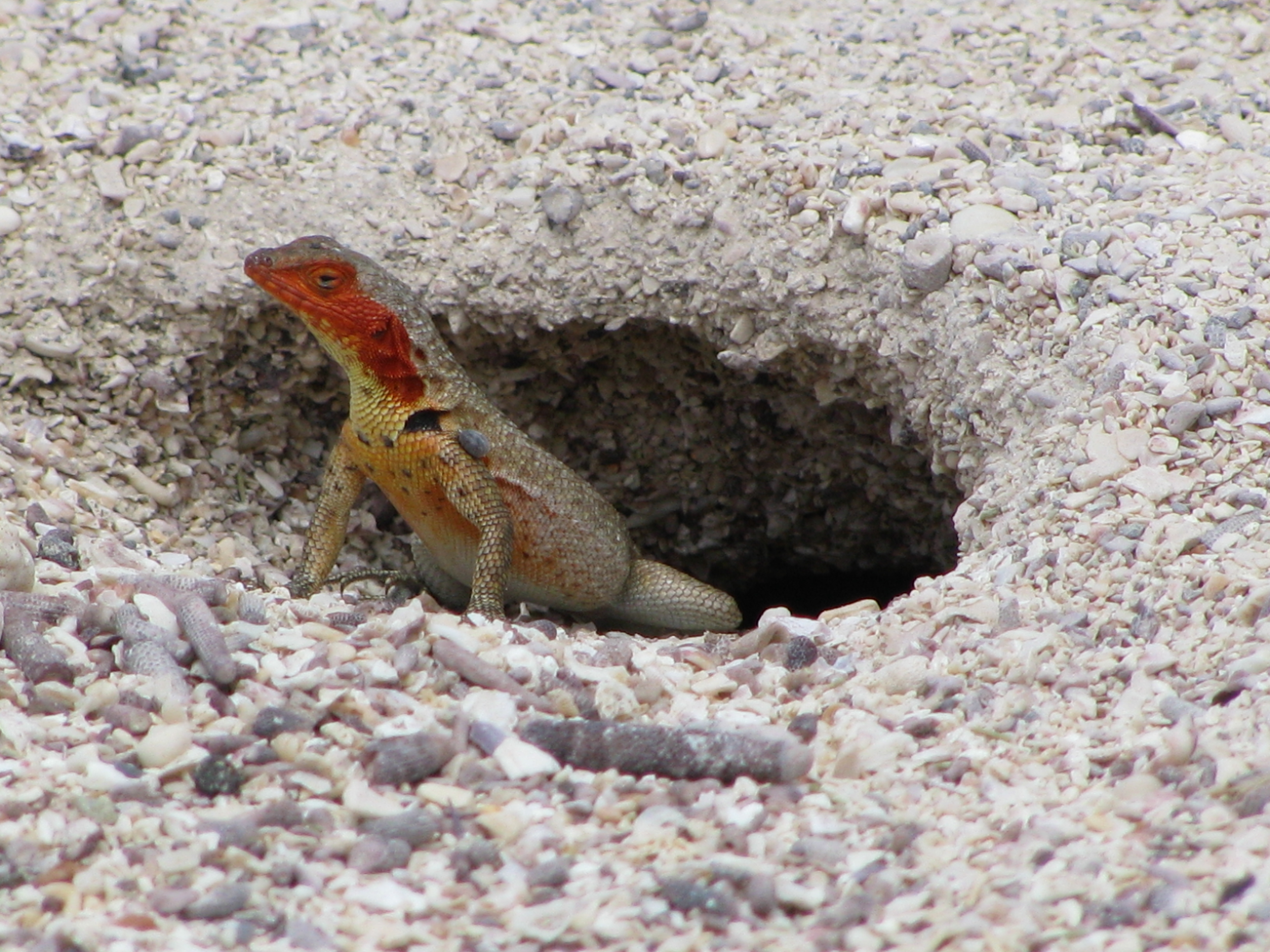 lizard in a hole